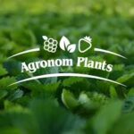 Agronom Plants Agronom Plants