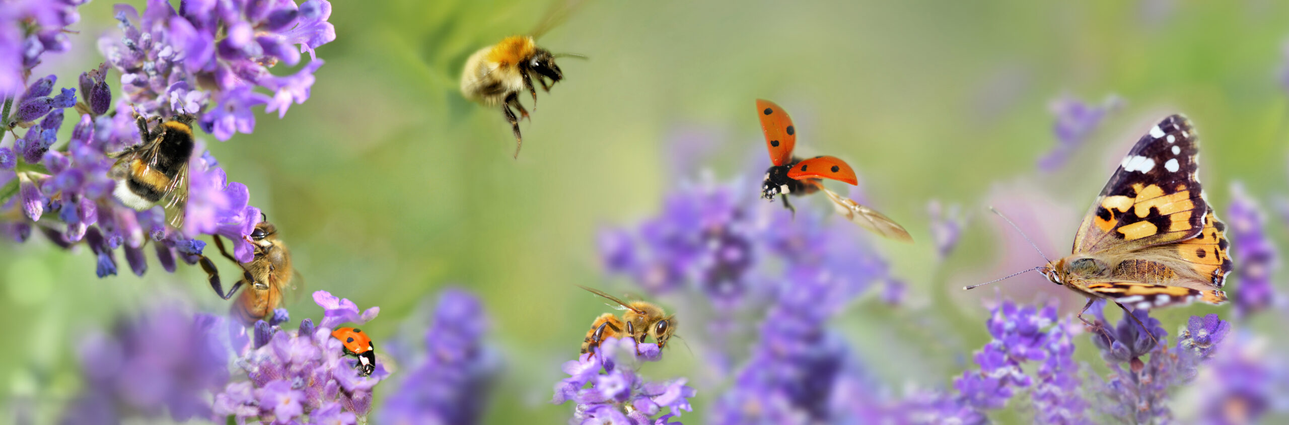 few honeybee, butterfly and ladybug, on lavender flowers in panoramic view